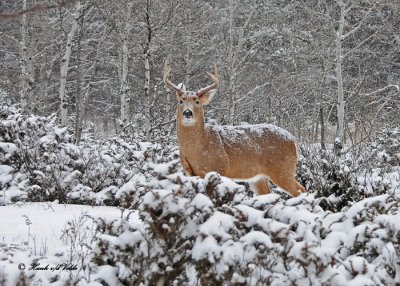 20110108 111 SERIES - White-tailed Deer HP.jpg