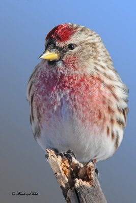 20110114 136 Common Redpoll 5.jpg