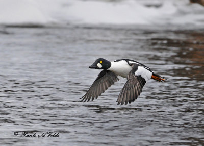 20100220 010 SERIES - Goldeneye.jpg