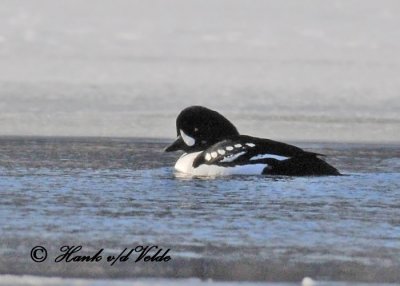 20110204 359 SERIES - Barrow's Goldeneye.jpg