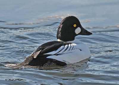 20110204 185 SERIES - Common Goldeneye  HP.jpg