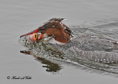 20110208 293 SERIES -  Common Merganser HP 5.jpg