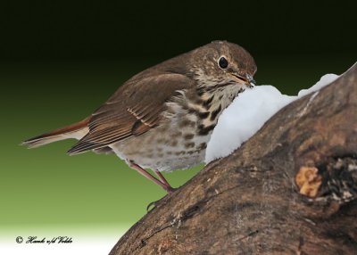 20110205 110 Hermit Thrush HP-4.jpg