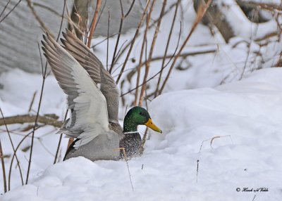 20110126 - 1 232 Mallard HP.jpg