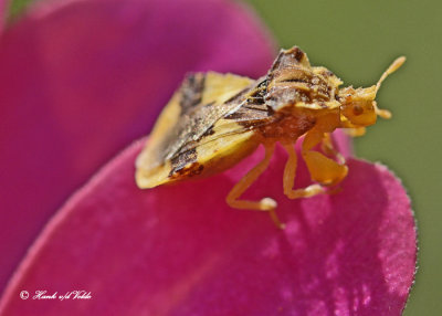 20120902 015 SERIES - Ambush Bug.jpg