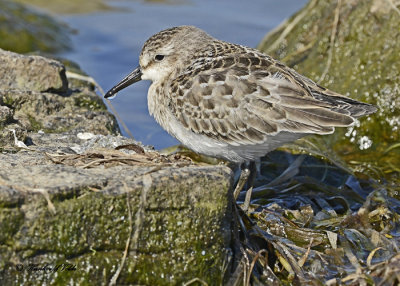 20120903 345 Semipalmated Sandpiper HP xxx.jpg