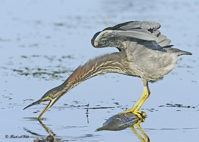 20120815 062 Green Heron.jpg