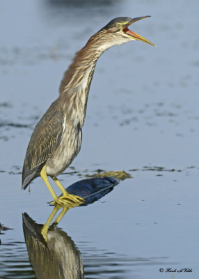 20120815 032 Green Heron.jpg