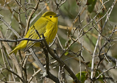 20120915 082 Yellow Warbler.jpg