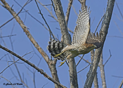 20120917 055 Coopers Hawk.jpg