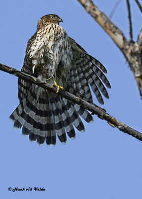 20120917 012 1c  Cooper's Hawk.jpg