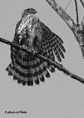 20120917 012 1c1  SERIES -  Cooper's Hawk B&W.jpg