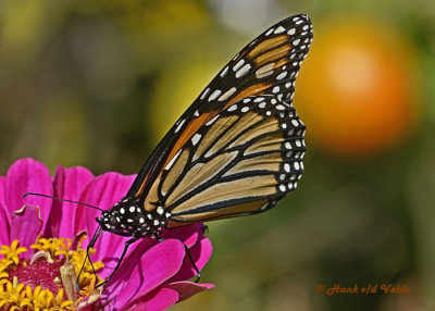 20120917 092 Monarch.jpg