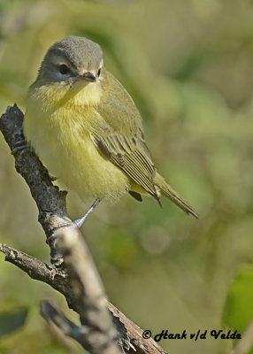 20120920 004 Philidephia Vireo.jpg