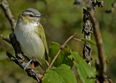 20120920 027 Red-eyed Vireo.jpg