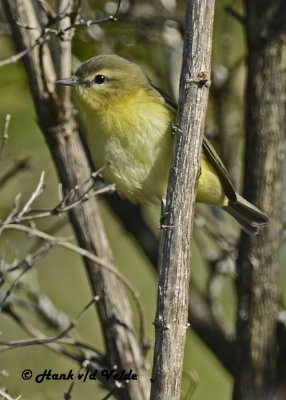 20120920 036 Philidelphia Vireo.jpg