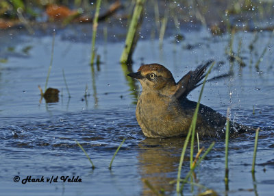 20120924 092 SERIES - Rusty Blackbird xxx.jpg