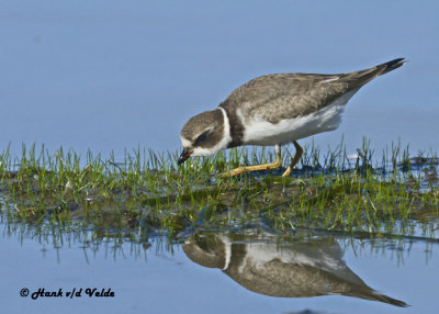 20120924 630 Semipalmated Plover.jpg