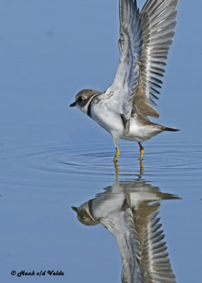 20120924 581SERIES -  Semipalmated Plover.jpg