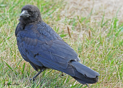 20120806 078 American Crow.jpg