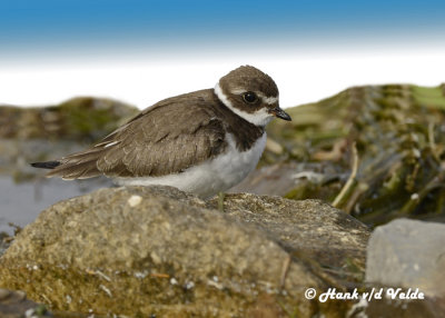 20120929 041 Semipalmated Plover.jpg