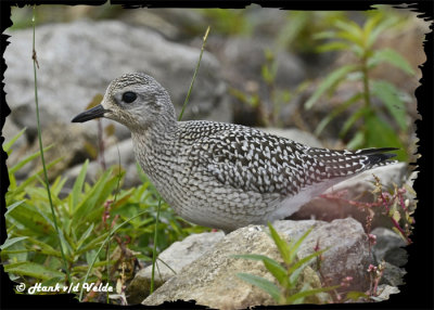 20120929 020 1r2 Black-bellied Plover Dx.jpg