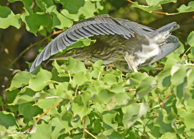 20120816 234 Green Heron.jpg