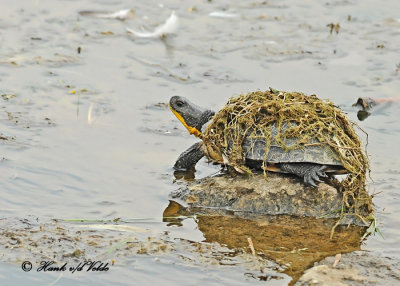 20120717 118 1c1 Blanding's Turtle.jpg