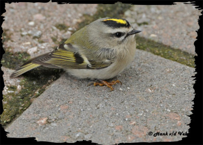 20121001 062 1r1 SERIES -  Golden-crowned Kinglet.jpg