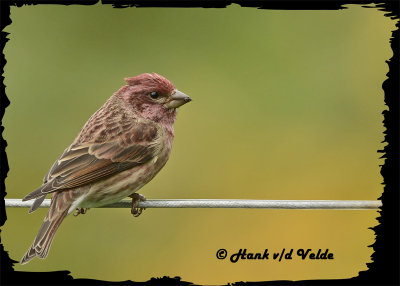 20121006 252 SERIES - Purple Finch2.jpg