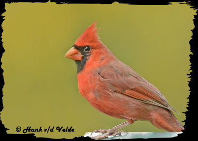 20121006 261 Northern Cardinal2.jpg