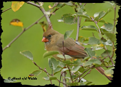 20121006 304 SERIES - Northern Cardinal.jpg