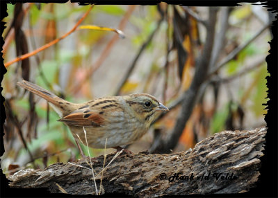 20121009 - 2 117 Lincolns Sparrow2a.jpg