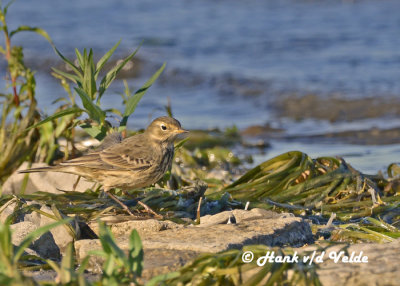 20120928 001 1c1 American Pipit.jpg