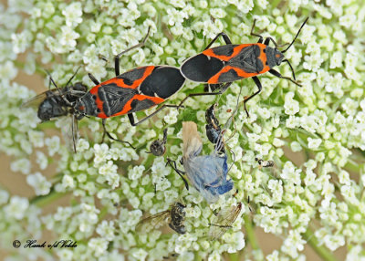 20120717 160 Small Milkweed Bugs.jpg