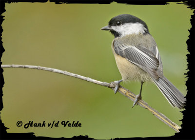 20121006 313 Black-capped  Chickadee3.jpg