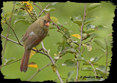 20121006 309 Northern Cardinal2.jpg