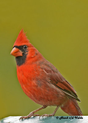 20121006 259 Northern Cardinal.jpg
