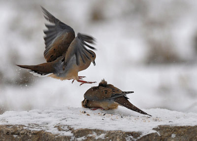 20071128 225 Mourning Doves SERIES.jpg