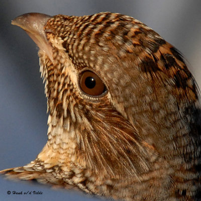 20080112 176 Ruffed Grouse SERIES.jpg