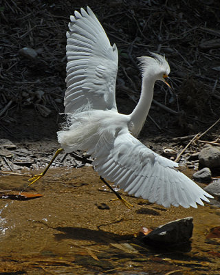 20080228 Snowy Egret - Mexico 3 164.jpg