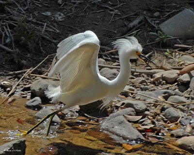 20080228 Snowy Egret - Mexico 3 169.jpg