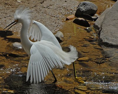 20080228 Snowy Egret - Mexico 3 266.jpg