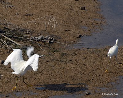 20080223 Snowy Egret (Mexico) 1 489.jpg