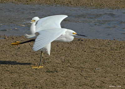20080225 Snowy Egrets - Mexico 2 040.jpg