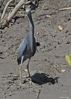 20080228 LB Heron - Mexico 3 051.jpg