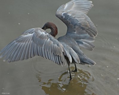 20080228 Reddish Egret - Mexico 3 317 SERIES.jpg