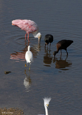 20080223 Snowy Egrets and Friends (W-f Ibises, Roseate Spoonbill) - Mexico 1 491.jpg
