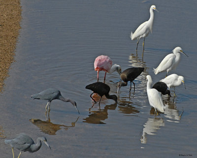 20080223 Snowy Egrets and Friends (LB Heron,Roseate Spoonbill, W-f Ibises) Mexico 1 500.jpg
