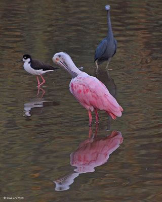 20080228 Roseate Spoonbill & friends - Mexico 3 129.jpg